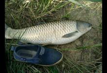 立秋后钓获首条大草鱼，足足7斤多，这样的大鱼不多了