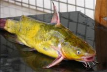 这东西稻田里面就有，用来钓黄颡鱼效果绝佳，爱钓鱼的你别错过