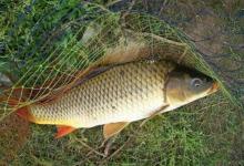 民间钓鲤鱼特效饵料配方