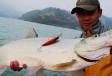 冬天还在用路亚钓翘嘴？用手竿也能钓翘嘴