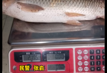 重庆一男子“钓”上大草鱼，还没来得及高兴就栽了，网友：活该！