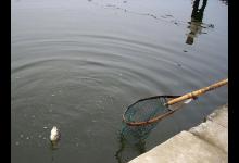 江里钓了条漂亮的鱼，鱼身银白却像鲶鱼，有钓鱼人认识吗，求鉴定