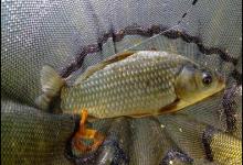 钓鱼新手为什么要从钓鲫鱼开始？