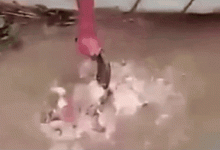 它活了上亿年，把食人鱼当“点心”，鳄鱼吞不下，为啥败给了棒槌