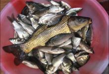 我们这儿鱼类资源丰富，鲫鱼成群让人头疼，但我最喜欢钓黑鱼