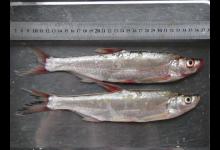 “泥鳅党”一天能钓上百斤，泥鳅钓鱼真有那么“神”？