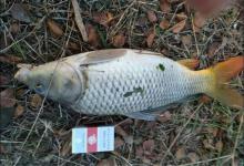 想钓大鱼并不难，自制老玉米钓饵，专攻鲤鱼草鱼跟青鱼！