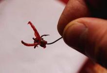 冬季用红虫饵钓鱼有奇效，但如何调漂你知道吗，一起来看看吧！