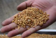 老钓友自制稻谷窝料，专攻野生大草鱼，成本低效果好，别错过