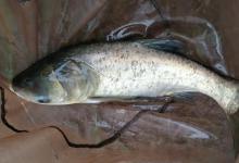 夏季手竿钓鲢鳙的四个重要技巧