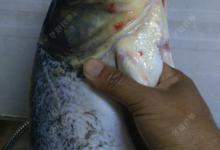 手竿垂钓鲢鳙的调与钓的技巧总结