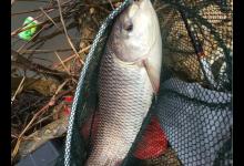 野塘里连钓三条鱼，一条比一条大，不知它是青鱼还是草鱼，求鉴定