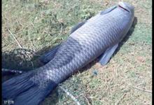 田螺真的可以野钓青鱼吗？不注意这三点就功亏一篑