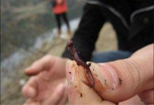 夏季用蚯蚓钓鱼，这3个细节点要把握，渔获满满并不难