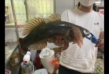 江苏一男子钓上“巨型”笋壳鱼，发网上炫耀，网友：长得丑判得久