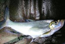 最近总钓到甲鱼，但鱼钩太难取了，除了剪鱼线，还有其他办法吗