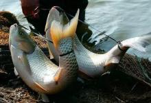 没有冰箱如何给鱼保鲜？试试福建的“弓鱼术”，钓鱼人值得关注！