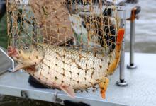 这东西2块钱1斤，很适合钓鲤鱼，诱钓结合让鲤鱼乖乖上岸