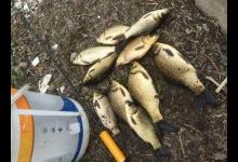 钓鱼人对野生土鲫鱼情有独钟，而我对这样的金色鲫鱼毫无抵抗力