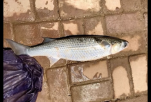 南京一河道鲻鱼“爆发”，大的五六斤，有人每天打几十斤窝料
