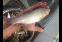 别再说马口鱼小了，那是你没见过大的，长这么大得多少年？