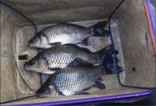 钓鱼时想要节约成本，那最好能自制饵料，经济实惠又有效！