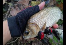 水库钓鱼却被鱼护坑了，上百条鱼就这样跑了，这算是乐极生悲吗