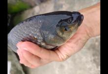 广东男子钓上“无眼怪鱼”，网友好奇：没有眼睛，它是怎么吃钩的