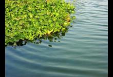 明明用的鲫鱼饵，却把土鲮鱼招了过来，个头不大但很过瘾