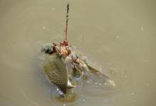 春季很适合钓甲鱼，这些垂钓细节很关键，尤其钓鱼新人值得一看