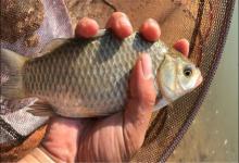 作为一名钓鱼人，请你珍惜白条鱼，它可能是我们最好的“朋友”了