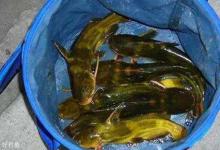 手竿野钓黄颡鱼应该注意那几个方面知识