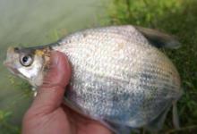 户外野钓鳊鱼的一些钓法技巧