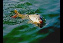 想钓鲤鱼饵料很关键，这款玉米面自制饵料有奇效，简单方便上鱼快