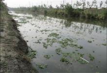 钓鱼钓草不宜一概而论，水草不同选择不同，因地制宜方能钓有所获