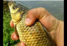 鲫鱼也分品种，我们常钓的就这些，爱钓鱼的你分清了吗？