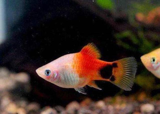 玛丽鱼和金鱼混养要注意什么?