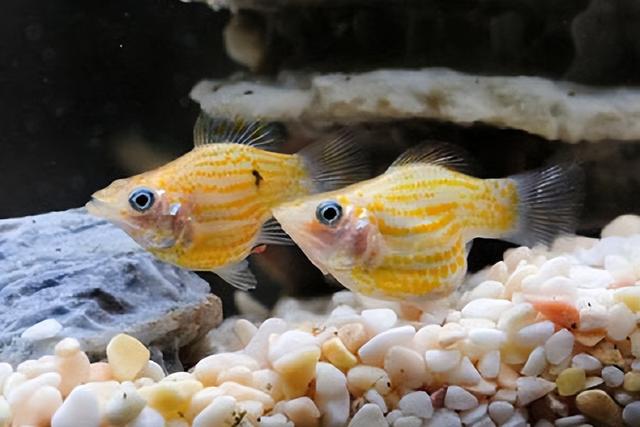 玛丽鱼和金鱼混养要注意什么?