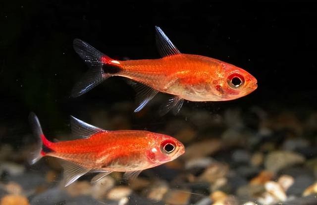 玛丽鱼和金鱼混养要注意什么?