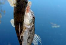 秋季野钓重要技能：避开小鱼，学会套路再多小鱼拿你没辙