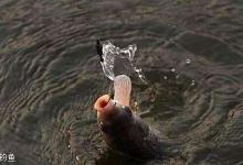 谈谈浮钓鲫鱼的4种情况