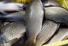 在大水域垂钓，草鱼咬钩的表现