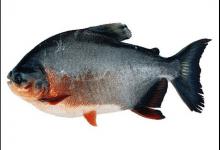 钓淡水白鲳，应该使用什么钓法与饵料