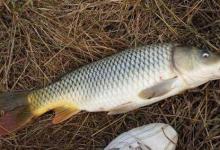 野钓鲤鱼，只钓一天的打窝方式