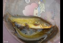 黄颡鱼的习性、饵料选择及垂钓技巧