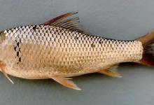 鲮鱼的时间、钓点、调漂、及钓法选择