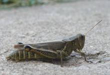 用蚂蚱钓草鱼和鲤鱼的经验浅谈