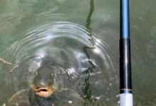 伤害不大侮辱性极强！鱼：小老弟，你会钓鱼吗？