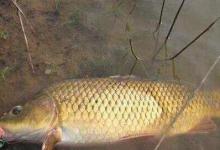 夜钓鲤鱼的4个常见问题