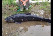 钓青鱼有绝招，应对不开口和被切线